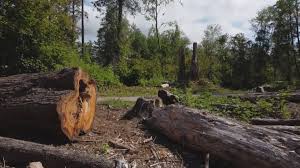 Best Root Management and Removal  in Dumas, TX