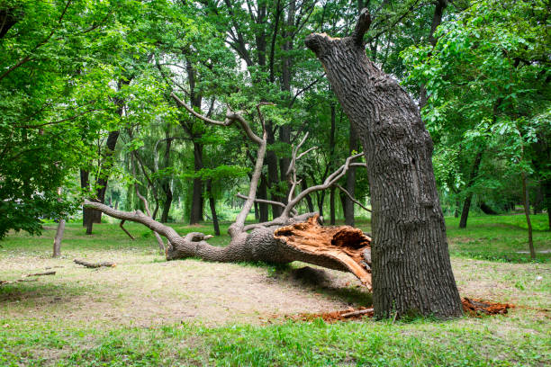 Best Mulching Services  in Dumas, TX