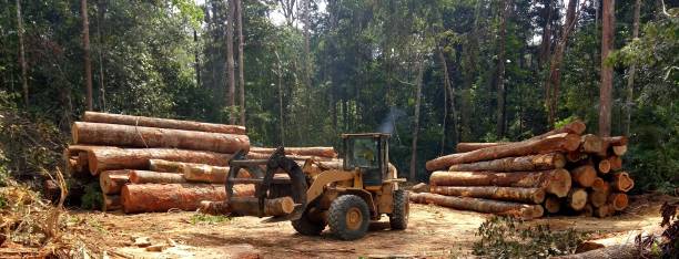 Best Firewood Processing and Delivery  in Dumas, TX
