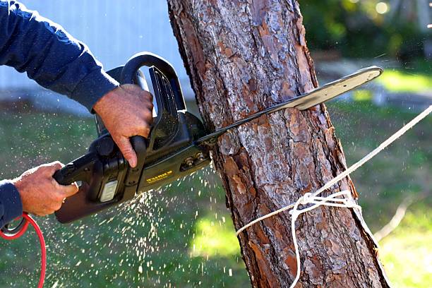 Best Fruit Tree Pruning  in Dumas, TX
