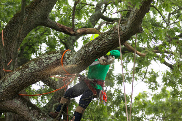 Best Tree Removal  in Dumas, TX