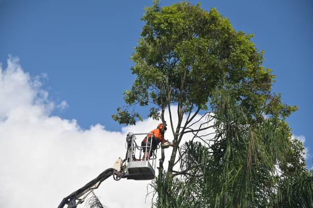 How Our Tree Care Process Works  in  Dumas, TX
